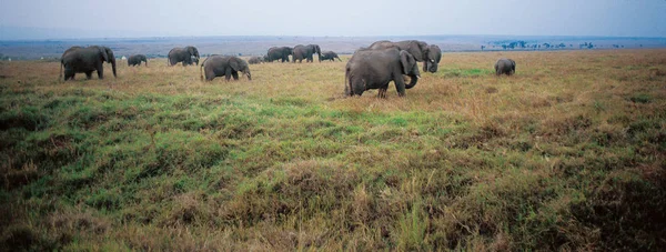 Elephant Family Masai Mara Kenya Afrika — Stockfoto