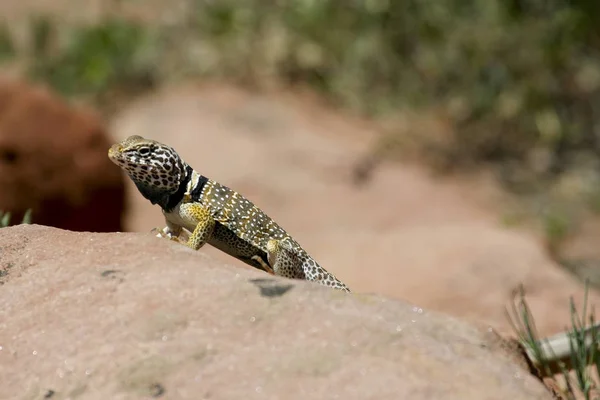 Collared Lizard on the look-out