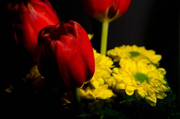 Tulipán Rojo Flores Amarillas Detalles Aislados Sobre Fondo Negro — Foto de Stock