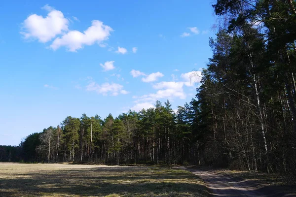 Hermoso Pino Bosque Letón Verano — Foto de Stock