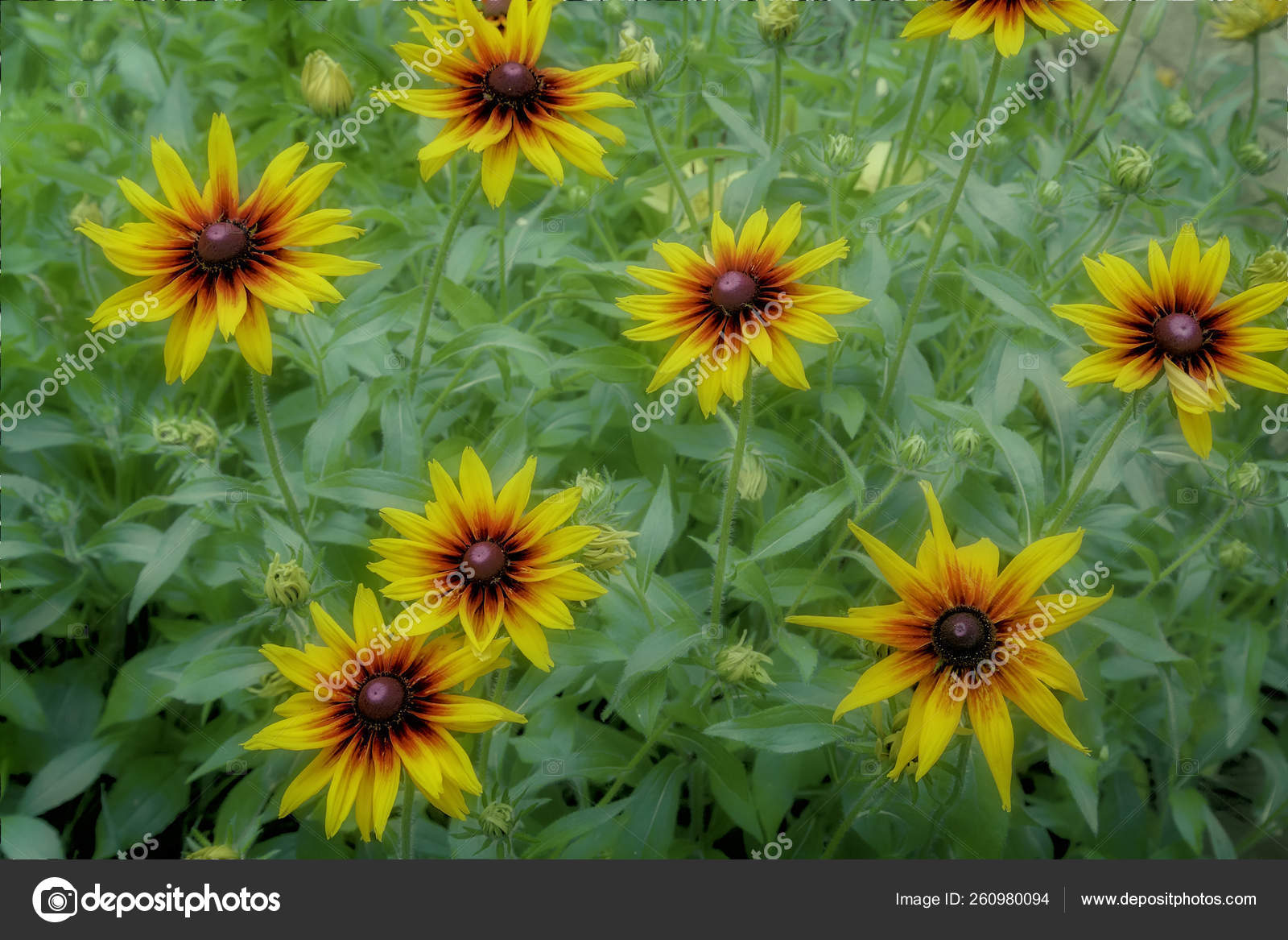 Garden Background Green Leaves Blooms Beautiful Yellow Rudbeckia Photo