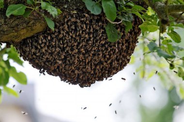 a swarm of bees in a tree clipart