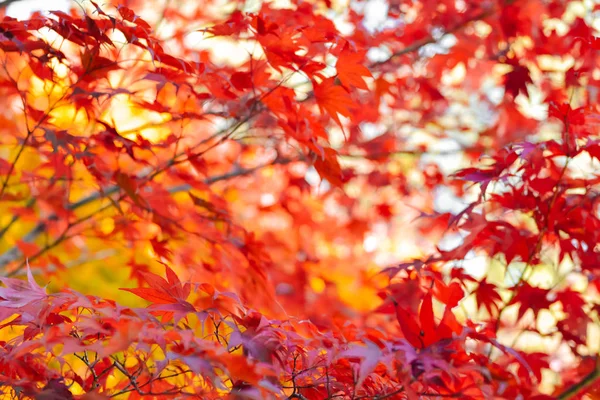 Jesienny Sezon Kolorowe Drzewa Liści Japonii — Zdjęcie stockowe