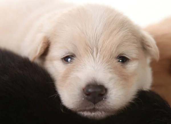 Closeup Filhote Cachorro Branco Recém Nascido Pomeranian — Fotografia de Stock