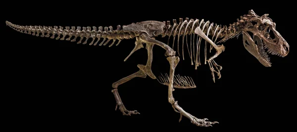 Esqueleto Tyrannosaurus Rex Sobre Fondo Aislado —  Fotos de Stock