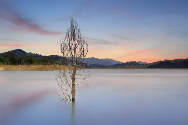 Lone Tree Stands Naked Wyangala Waters Wyangala Central West Nsw — Stock Photo, Image