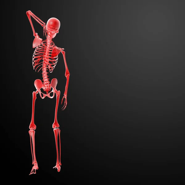 Καθιστούν Skeleton Ακτίνες Πίσω Όψη — Φωτογραφία Αρχείου