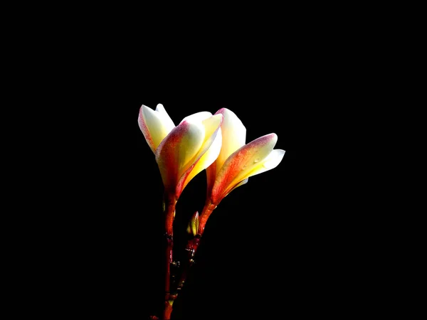 Dubbele Bloemen Duisternis Van Hun Dierbaren — Stockfoto