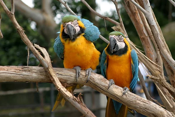 Primer Plano Del Pájaro Enfoque Selectivo — Foto de Stock