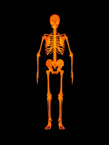 Close Red Skeleton — Stock Photo, Image