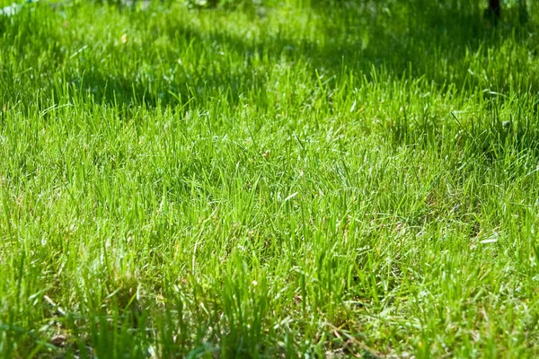 Concepto Salud Naturaleza Hierba Verde Brillante —  Fotos de Stock