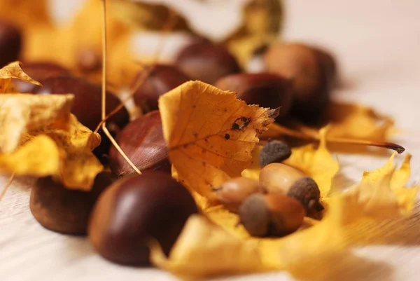 Podzimní Listí Žaludy Kaštany — Stock fotografie