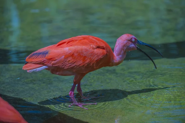 Eudocimus Ruber Una Especie Ave Paseriforme Familia Threskiornithidae Habita América —  Fotos de Stock