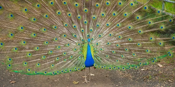 Pavão Azul Vibrante Strutting Com Suas Penas Espalhadas — Fotografia de Stock