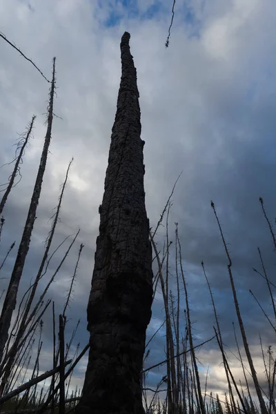 Έκαψαν Την Αρκτική Δάσος Μόνιμη Νεκρός Απανθρακωμένα Μαύρο Έλατο Δέντρα — Φωτογραφία Αρχείου
