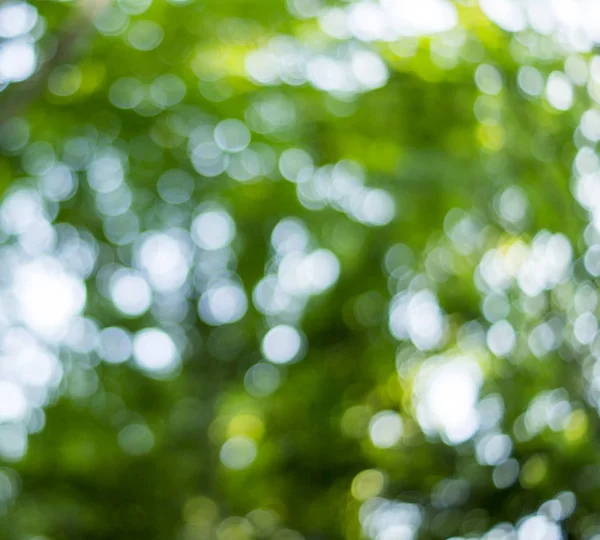 Όμορφη Φύση Bokeh Θολή Φόντο Για Την Εμπορική Και Συντακτική — Φωτογραφία Αρχείου