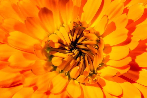 一种超级宏观图像 显示花朵上花瓣的细节 — 图库照片
