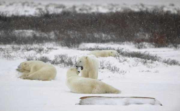 北极熊放松 北极熊的鸡毛笨人 雪覆盖的冻土带 正在下雪 — 图库照片