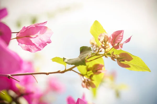 Spring Delicate Pink Flowers Flowering Tree Thailand Background — Stock Photo, Image