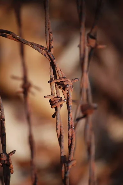 Fil Barbelé Rouillé Dans Les Bois — Photo