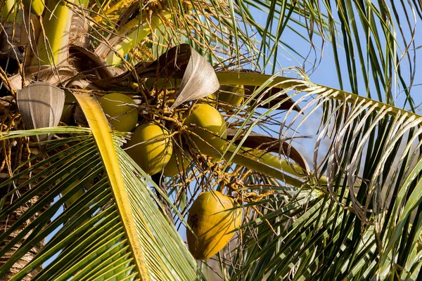 Detalhe Coqueiro Palmeira Com Porca Amarela Indonésia Bali — Fotografia de Stock