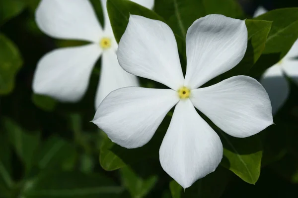 Close View White Flowers — Stock Photo, Image