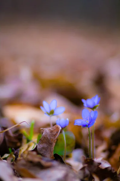 Blomster Som Farverig Baggrund Makro Foto Natur Serie - Stock-foto