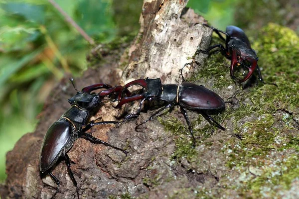 自然の中でカブトムシをスタッグ — ストック写真