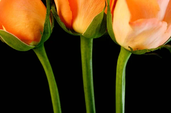 Růžové Růže Izolované Proti Černému Pozadí — Stock fotografie