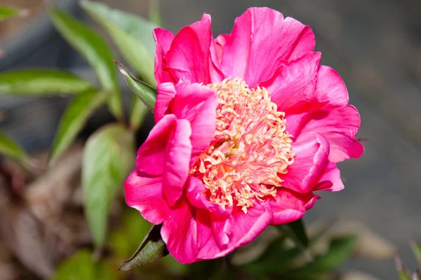 Peony Género Botânico Pertencente Família Paeoniaceae — Fotografia de Stock