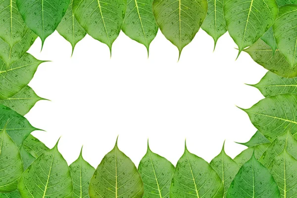 Blätter Auf Weißem Hintergrund — Stockfoto