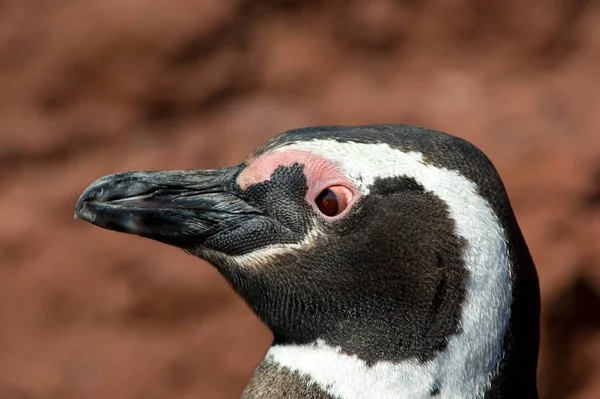 Магеллановый Пингвин Пунта Томбо Патагония Аргентина — стоковое фото
