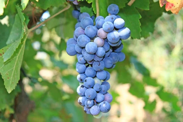 Racimo Uvas Antes Vendimia — Foto de Stock