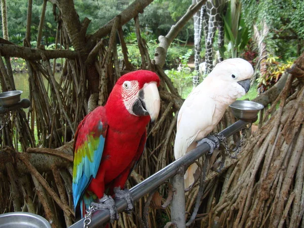 Çifti Papağan Şefkatle Bakışları Değişimi Kendini Göstermek — Stok fotoğraf