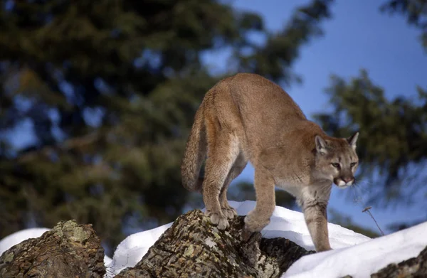 Adult Mountain Lion Crossing Snöig Terräng Med Himmel Bakgrunden — Stockfoto