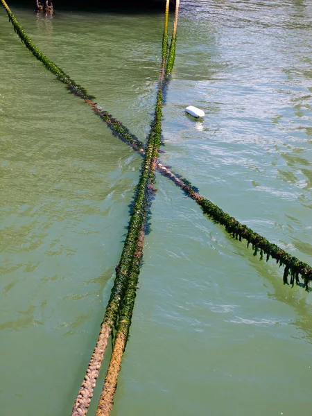 Duas Cordas Cobertas Algas Uma Doca Oceânica — Fotografia de Stock