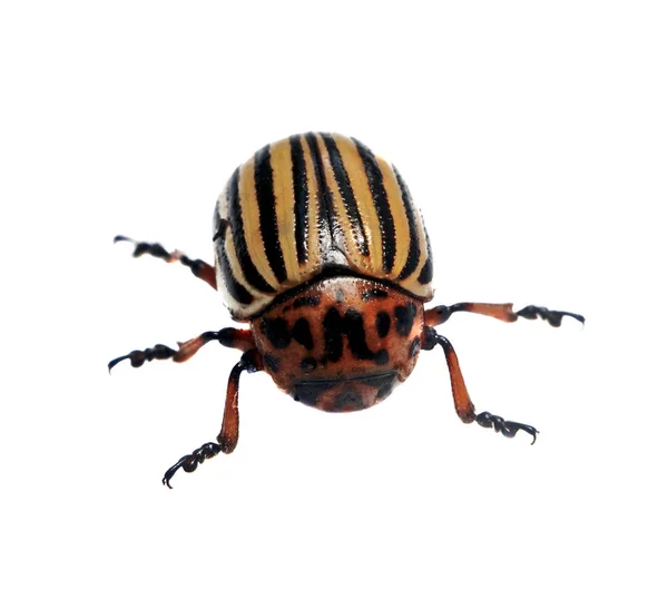 Colorado Beetle Closeup Isolated — Stock Photo, Image