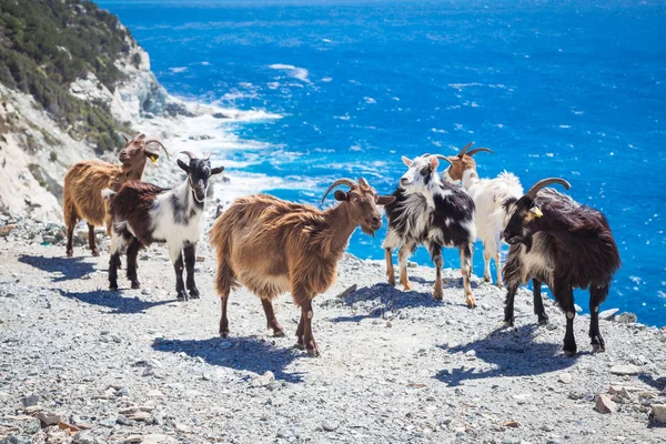 Cabras Silvestres Córcega — Foto de Stock