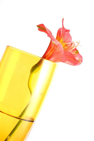 Ізольовані Кадри Червоної Перуанської Лілії Шампанському Склі Білому Фоні — стокове фото