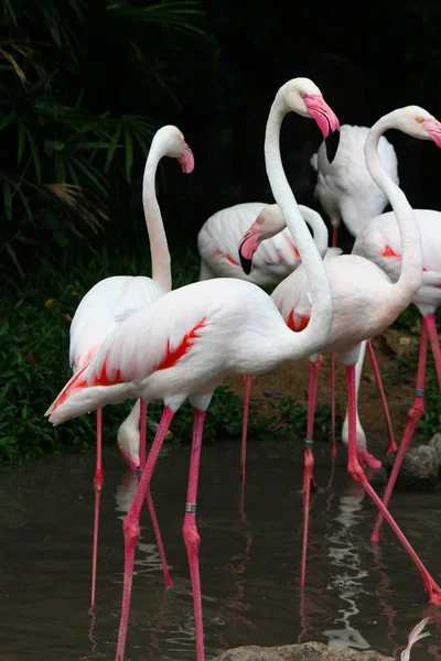 Grote Flamingo Phoenicopterus Roseus — Stockfoto
