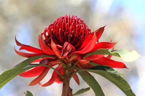 Чуть Менее Перспективна Австралийская Варата Выращивании Цветов Естественной Среде Обитания — стоковое фото