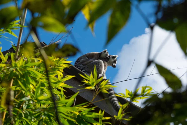 여름날의 여우원숭이 Lemur Catta — 스톡 사진