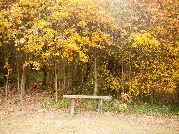 Beautiful Golden Orange Leaves Empty Bench Peace Solitude Essex England — Stock Photo, Image