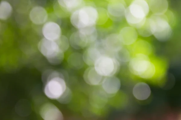 Fresco Verão Cor Verde Tom Macio Bokeh Árvore Arbusto Abstrato — Fotografia de Stock