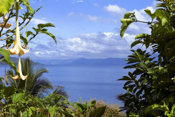 Flores Lago Toba Sumatra Del Norte Indonesia — Foto de Stock
