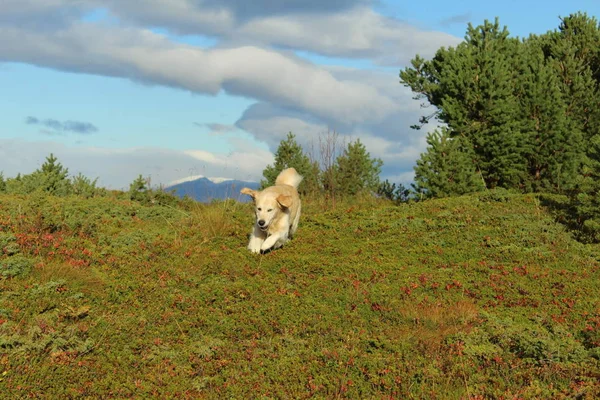 Altın Retriever Hund Köpek — Stok fotoğraf