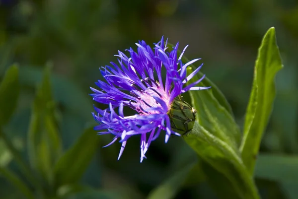 Cornflower Centaurea Cyanus Con Rayo Luz Golpeando Núcleo — Foto de Stock