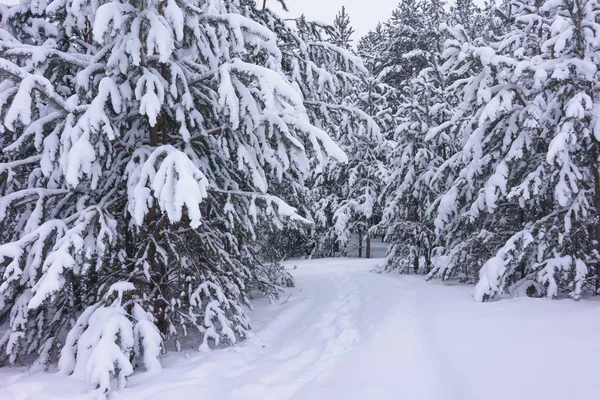 美丽的冬季风景 冰雪覆盖的树木 — 图库照片