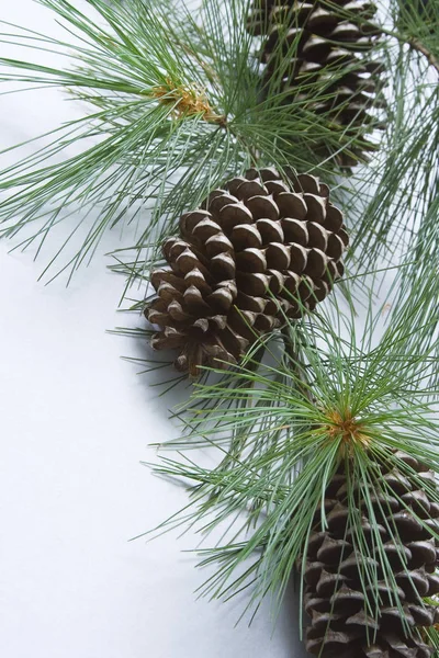 Pine Branch Displayed Cones — Stock Photo, Image