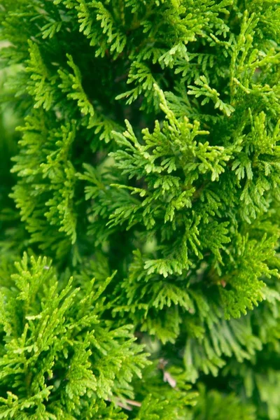 Tui Fechou Imagem Para Artigos Sobre Jardim Agricultura Cultivo — Fotografia de Stock